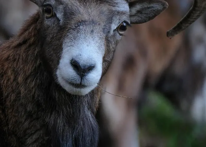 Maison En Pierre Corse Avec Vue Entre Et Montagne *