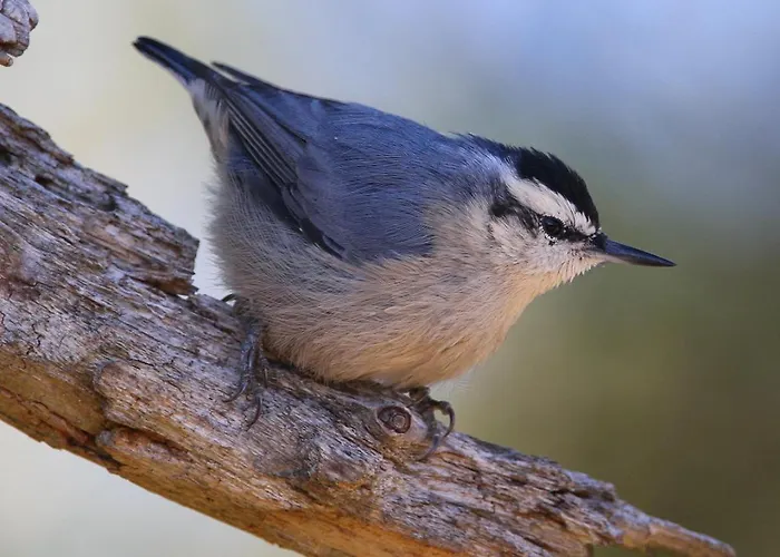度假居 Maison En Pierre Corse Avec Vue Entre Et Montagne Moltifao